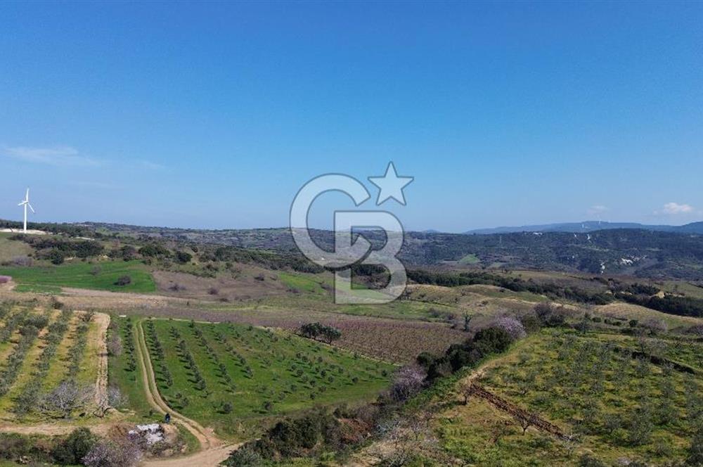 ÇARDAK’TA VERİMLİ ZEYTİN AĞACI OLAN SATILIK TARLA