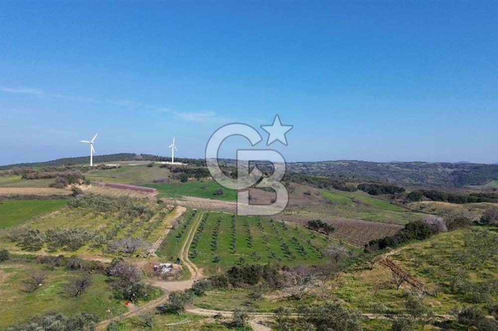 ÇARDAK’TA VERİMLİ ZEYTİN AĞACI OLAN SATILIK TARLA