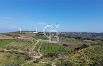 ÇARDAK’TA VERİMLİ ZEYTİN AĞACI OLAN SATILIK TARLA