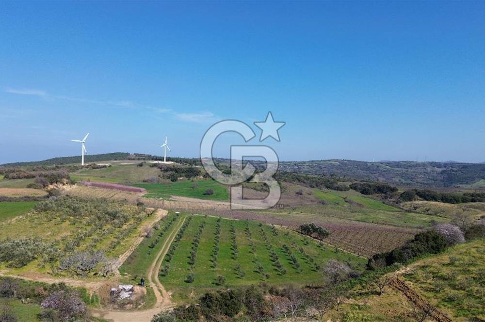 ÇARDAK’TA VERİMLİ ZEYTİN AĞACI OLAN SATILIK TARLA