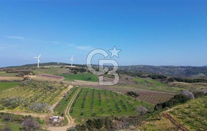 ÇARDAK’TA VERİMLİ ZEYTİN AĞACI OLAN SATILIK TARLA