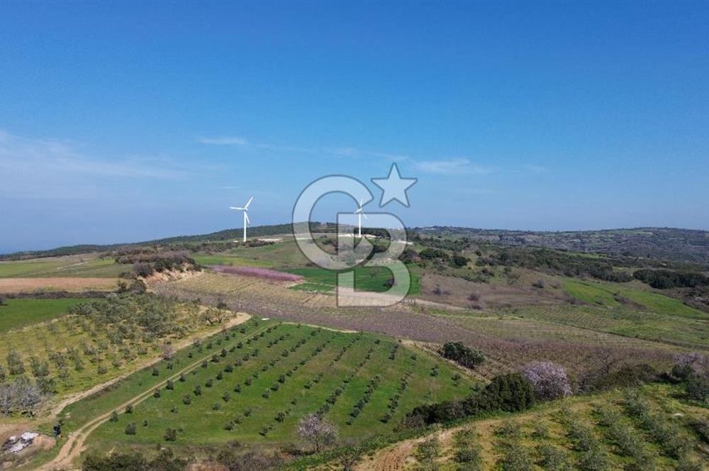 ÇARDAK’TA VERİMLİ ZEYTİN AĞACI OLAN SATILIK TARLA