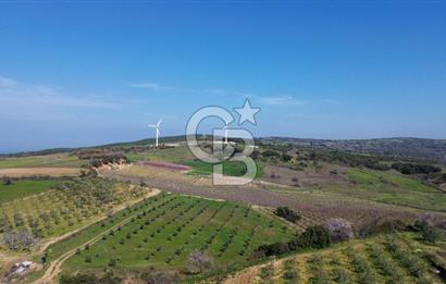 ÇARDAK’TA VERİMLİ ZEYTİN AĞACI OLAN SATILIK TARLA