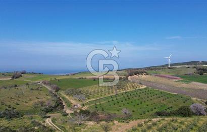 ÇARDAK’TA VERİMLİ ZEYTİN AĞACI OLAN SATILIK TARLA