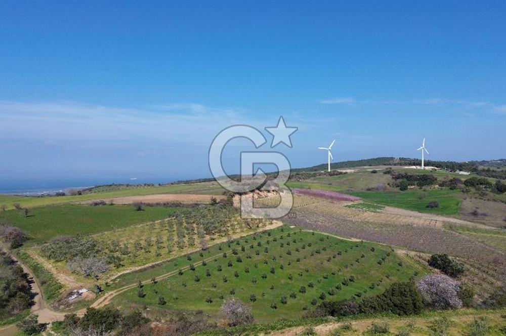 ÇARDAK’TA VERİMLİ ZEYTİN AĞACI OLAN SATILIK TARLA