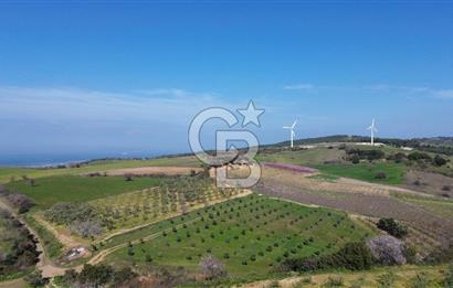 ÇARDAK’TA VERİMLİ ZEYTİN AĞACI OLAN SATILIK TARLA