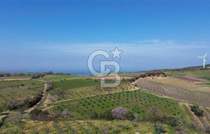 ÇARDAK’TA VERİMLİ ZEYTİN AĞACI OLAN SATILIK TARLA