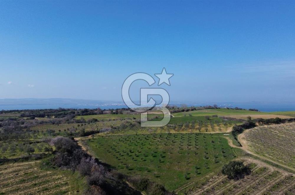 ÇARDAK’TA VERİMLİ ZEYTİN AĞACI OLAN SATILIK TARLA