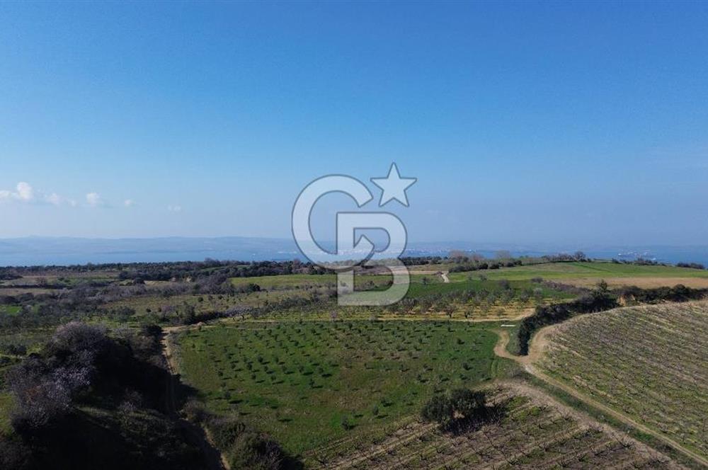 ÇARDAK’TA VERİMLİ ZEYTİN AĞACI OLAN SATILIK TARLA