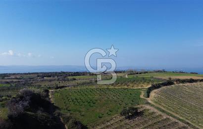 ÇARDAK’TA VERİMLİ ZEYTİN AĞACI OLAN SATILIK TARLA