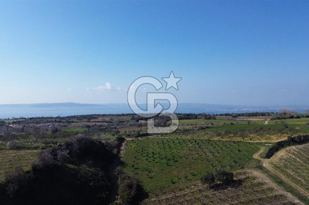 ÇARDAK’TA VERİMLİ ZEYTİN AĞACI OLAN SATILIK TARLA