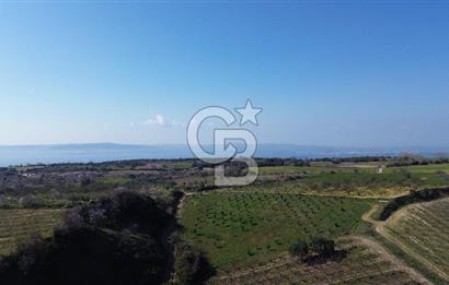 ÇARDAK’TA VERİMLİ ZEYTİN AĞACI OLAN SATILIK TARLA