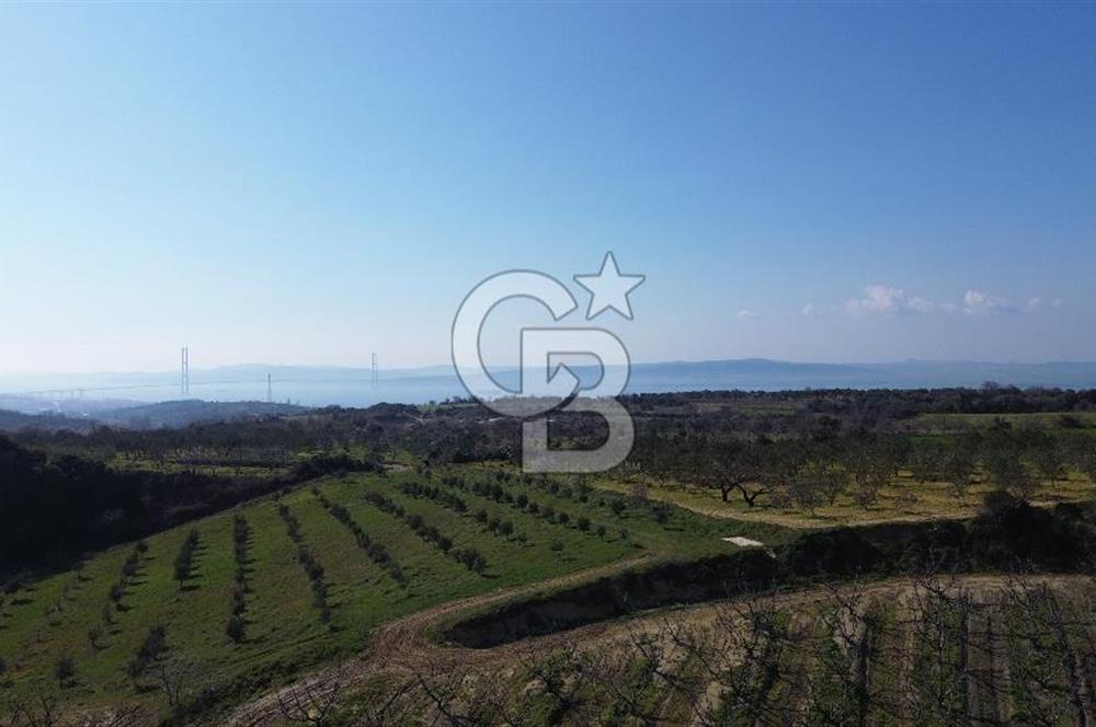 ÇARDAK’TA VERİMLİ ZEYTİN AĞACI OLAN SATILIK TARLA