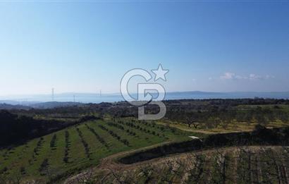 ÇARDAK’TA VERİMLİ ZEYTİN AĞACI OLAN SATILIK TARLA