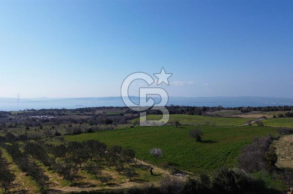 ÇARDAK’TA VERİMLİ ZEYTİN AĞACI OLAN SATILIK TARLA