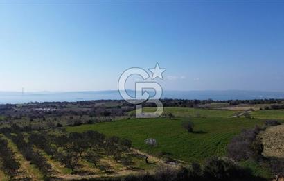 ÇARDAK’TA VERİMLİ ZEYTİN AĞACI OLAN SATILIK TARLA