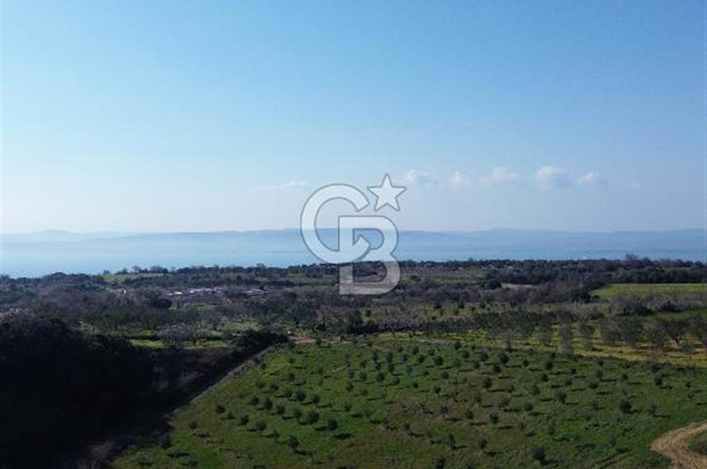 ÇARDAK’TA VERİMLİ ZEYTİN AĞACI OLAN SATILIK TARLA