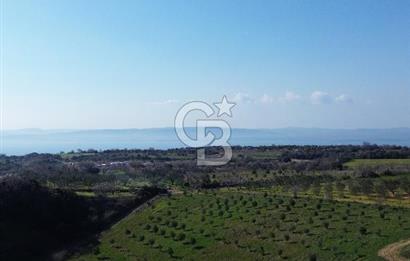 ÇARDAK’TA VERİMLİ ZEYTİN AĞACI OLAN SATILIK TARLA