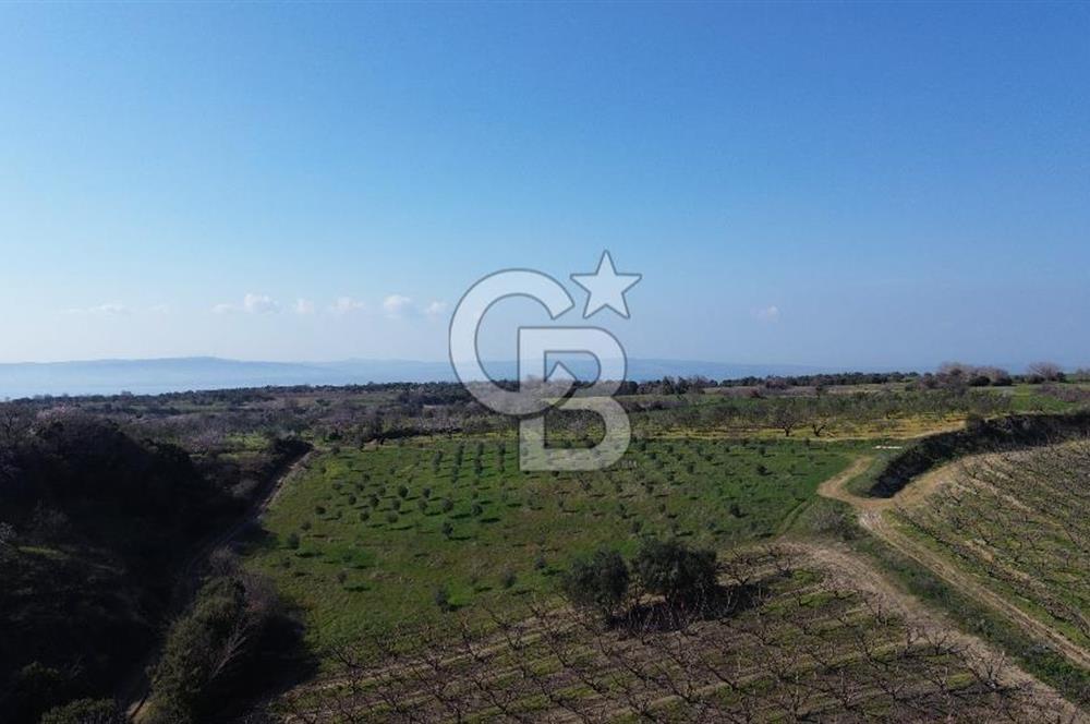 ÇARDAK’TA VERİMLİ ZEYTİN AĞACI OLAN SATILIK TARLA