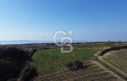 ÇARDAK’TA VERİMLİ ZEYTİN AĞACI OLAN SATILIK TARLA