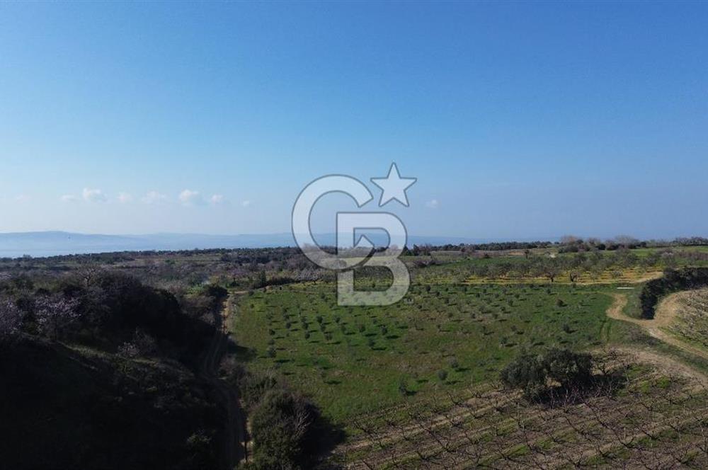 ÇARDAK’TA VERİMLİ ZEYTİN AĞACI OLAN SATILIK TARLA