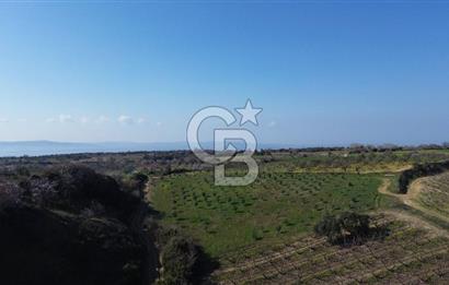 ÇARDAK’TA VERİMLİ ZEYTİN AĞACI OLAN SATILIK TARLA