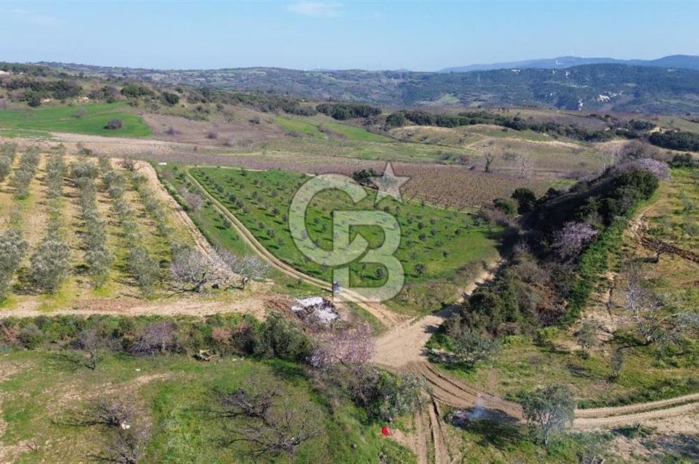 ÇARDAK’TA VERİMLİ ZEYTİN AĞACI OLAN SATILIK TARLA