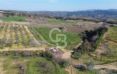 ÇARDAK’TA VERİMLİ ZEYTİN AĞACI OLAN SATILIK TARLA