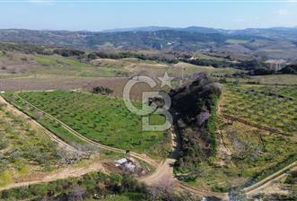 ÇARDAK’TA VERİMLİ ZEYTİN AĞACI OLAN SATILIK TARLA - 7 - 337847