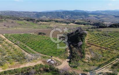 ÇARDAK’TA VERİMLİ ZEYTİN AĞACI OLAN SATILIK TARLA