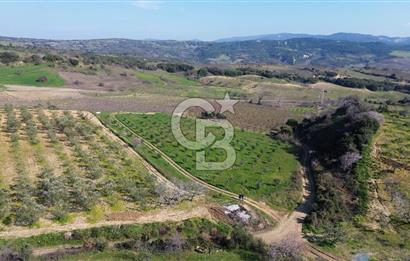 ÇARDAK’TA VERİMLİ ZEYTİN AĞACI OLAN SATILIK TARLA
