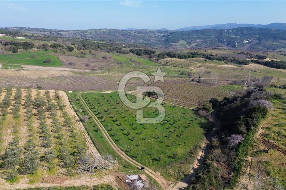 ÇARDAK’TA VERİMLİ ZEYTİN AĞACI OLAN SATILIK TARLA