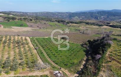 ÇARDAK’TA VERİMLİ ZEYTİN AĞACI OLAN SATILIK TARLA