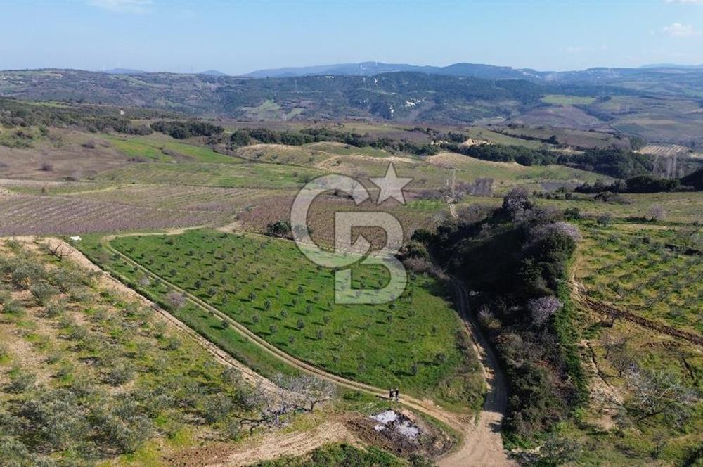 ÇARDAK’TA VERİMLİ ZEYTİN AĞACI OLAN SATILIK TARLA