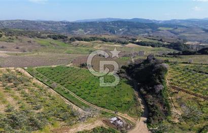 ÇARDAK’TA VERİMLİ ZEYTİN AĞACI OLAN SATILIK TARLA