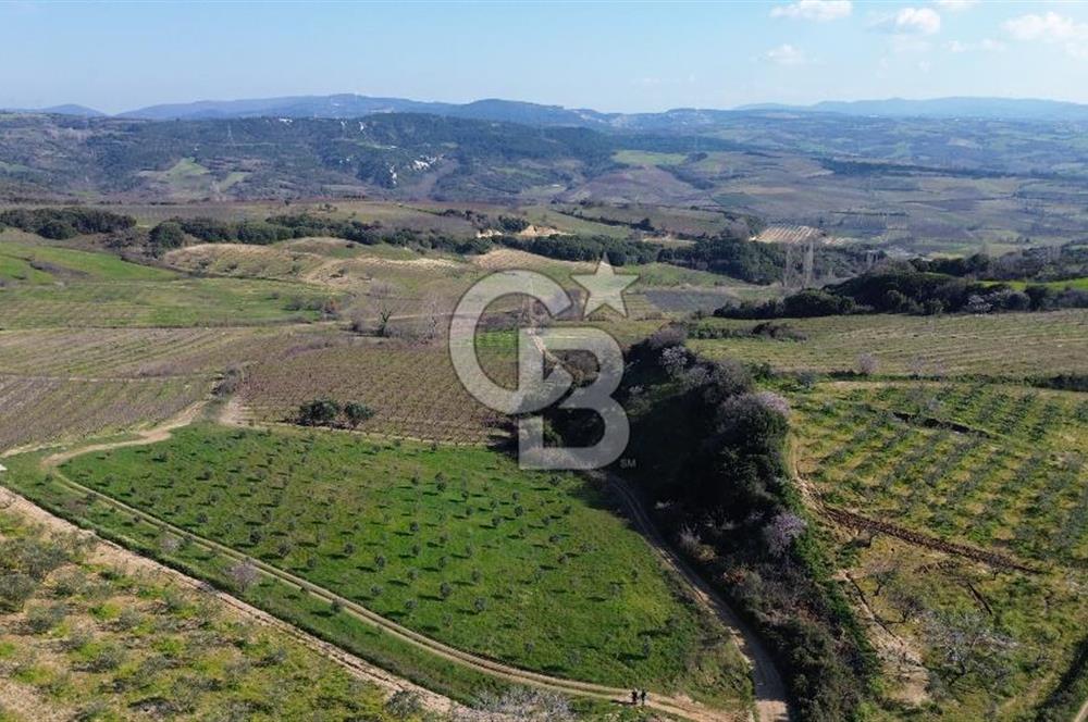 ÇARDAK’TA VERİMLİ ZEYTİN AĞACI OLAN SATILIK TARLA