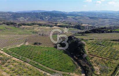 ÇARDAK’TA VERİMLİ ZEYTİN AĞACI OLAN SATILIK TARLA