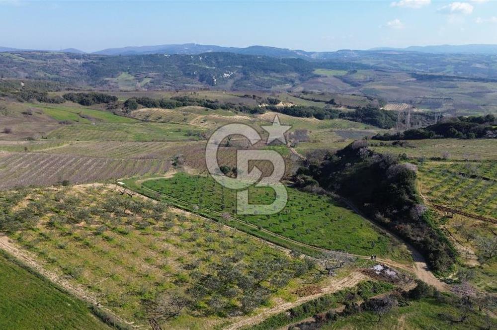 ÇARDAK’TA VERİMLİ ZEYTİN AĞACI OLAN SATILIK TARLA