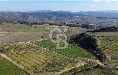 ÇARDAK’TA VERİMLİ ZEYTİN AĞACI OLAN SATILIK TARLA