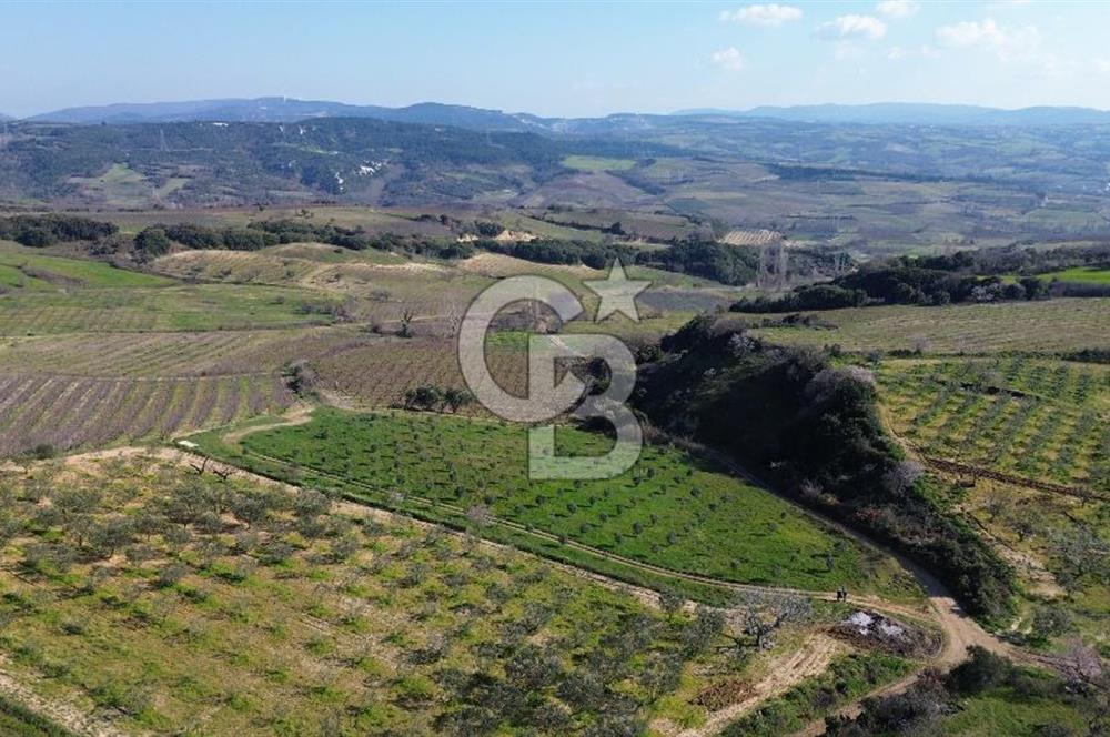 ÇARDAK’TA VERİMLİ ZEYTİN AĞACI OLAN SATILIK TARLA