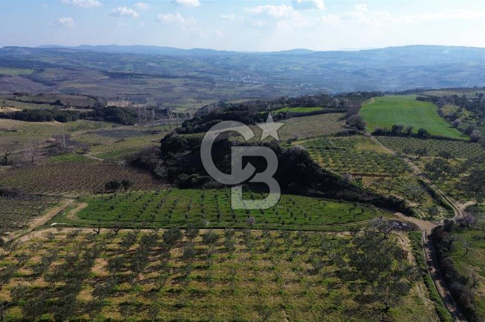 ÇARDAK’TA VERİMLİ ZEYTİN AĞACI OLAN SATILIK TARLA