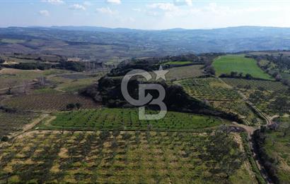 ÇARDAK’TA VERİMLİ ZEYTİN AĞACI OLAN SATILIK TARLA
