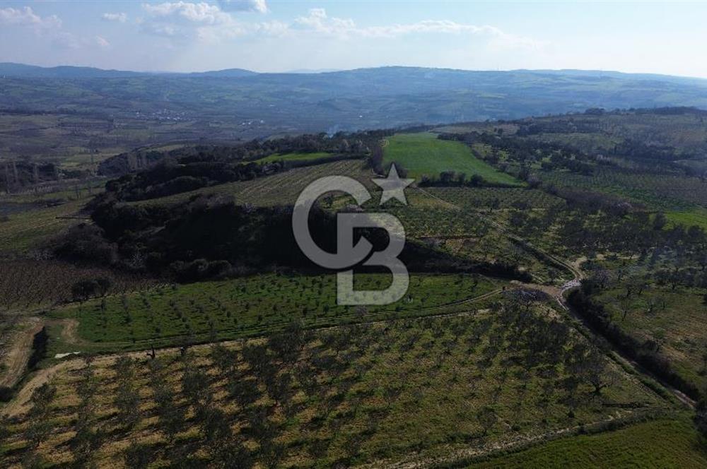 ÇARDAK’TA VERİMLİ ZEYTİN AĞACI OLAN SATILIK TARLA