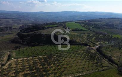 ÇARDAK’TA VERİMLİ ZEYTİN AĞACI OLAN SATILIK TARLA