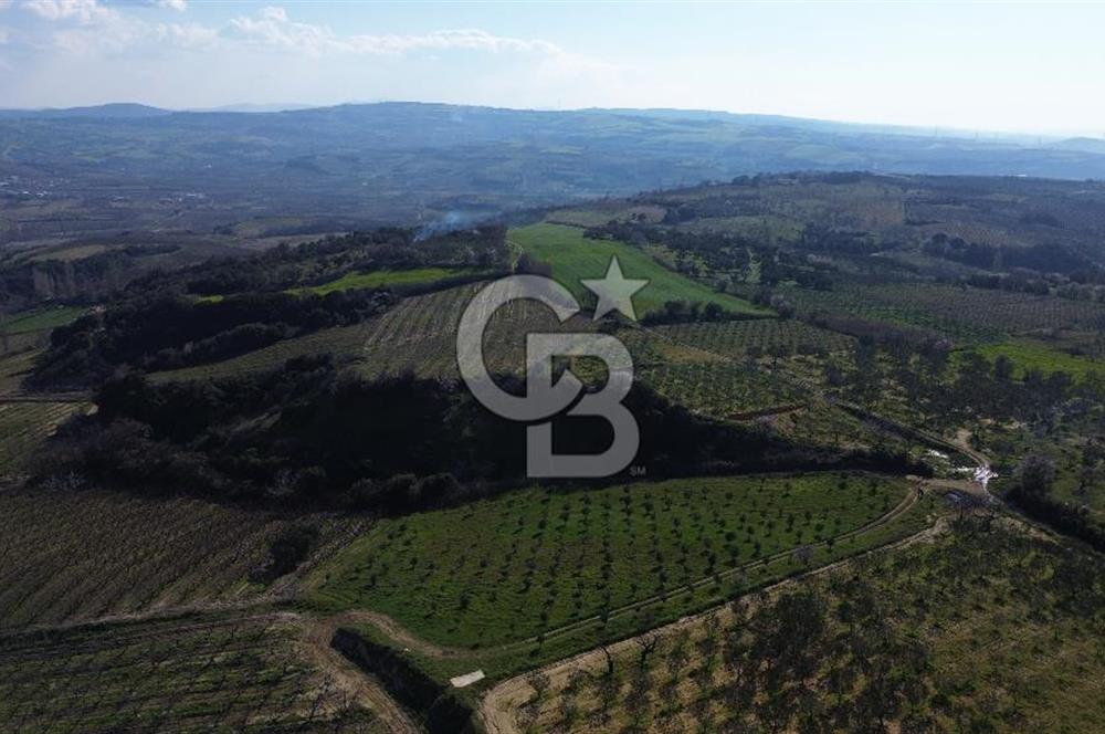 ÇARDAK’TA VERİMLİ ZEYTİN AĞACI OLAN SATILIK TARLA