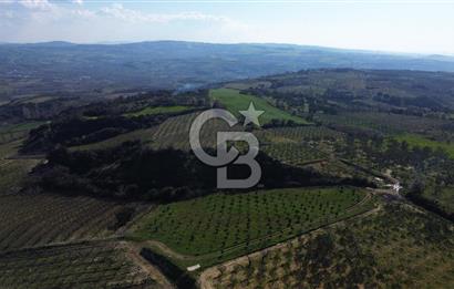 ÇARDAK’TA VERİMLİ ZEYTİN AĞACI OLAN SATILIK TARLA