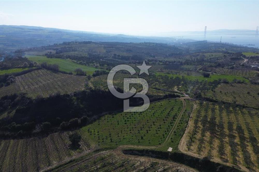 ÇARDAK’TA VERİMLİ ZEYTİN AĞACI OLAN SATILIK TARLA