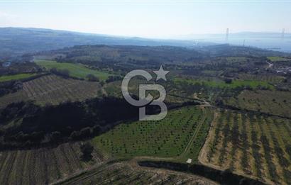 ÇARDAK’TA VERİMLİ ZEYTİN AĞACI OLAN SATILIK TARLA