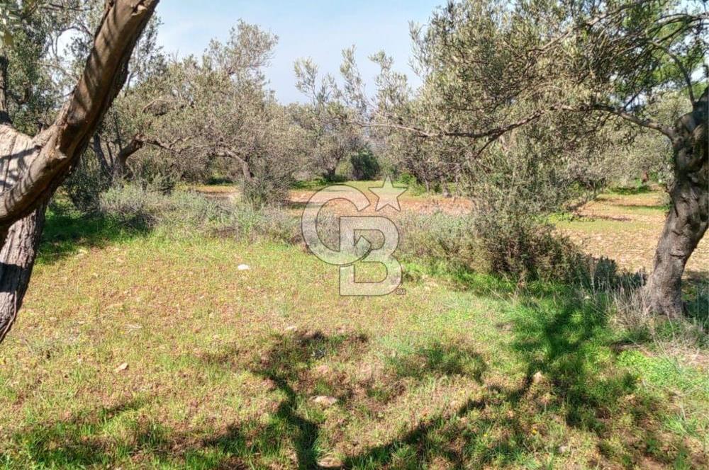 AYVALIK CUNDA ADASINDA 2.785 m² SATILIK ZEYTİNLİK