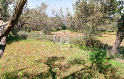 AYVALIK CUNDA ADASINDA 2.785 m² SATILIK ZEYTİNLİK